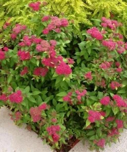 Garden Goods Direct Proven Winners® Color Choice® Double Play® Red Spirea