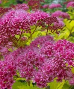 Garden Goods Direct Magic Carpet Spirea
