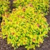 Garden Goods Direct Magic Carpet Spirea