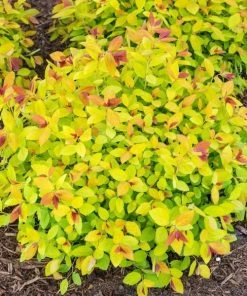 Garden Goods Direct Magic Carpet Spirea