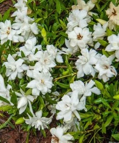 Garden Goods Direct Shrubs Gardenia Fragrant Pathways
