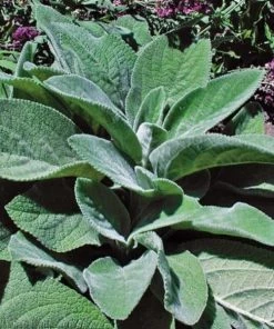 Garden Goods Direct Helen Von Stein Lambs Ear Perennials
