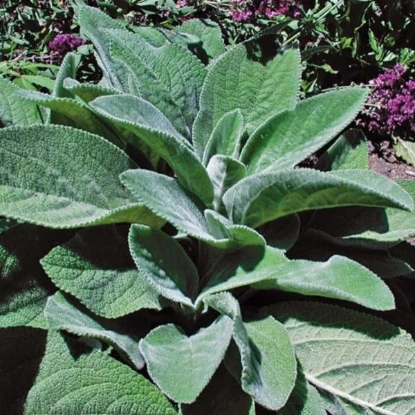 Garden Goods Direct Helen Von Stein Lambs Ear Perennials 2 Garden Goods Direct Helen Von Stein Lambs Ear Perennials