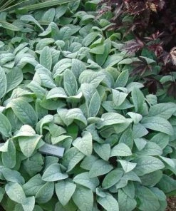 Garden Goods Direct Helen Von Stein Lambs Ear Perennials