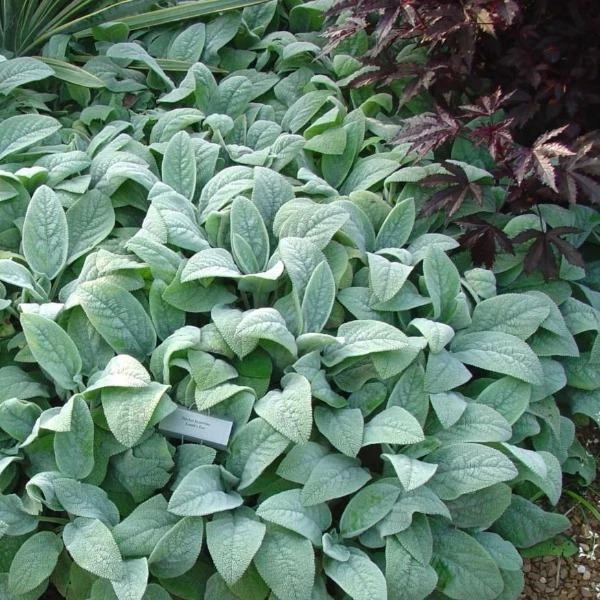 Garden Goods Direct Helen Von Stein Lambs Ear Perennials 1 Garden Goods Direct Helen Von Stein Lambs Ear Perennials