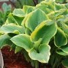 Garden Goods Direct Hosta Stained Glass Perennials