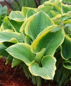 Garden Goods Direct Hosta Stained Glass Perennials