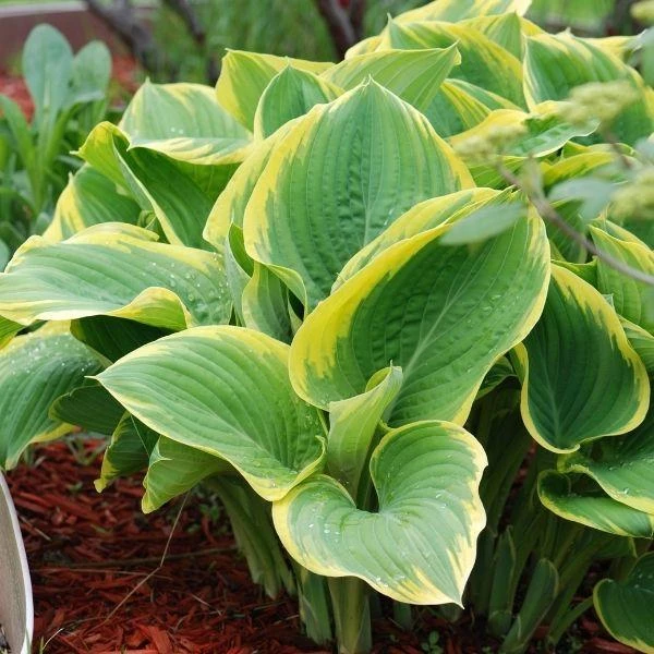 Garden Goods Direct Hosta Stained Glass Perennials 1 Garden Goods Direct Hosta Stained Glass Perennials