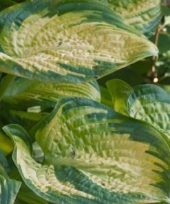 Garden Goods Direct Hosta Stained Glass Perennials 6 Garden Goods Direct Hosta Stained Glass Perennials