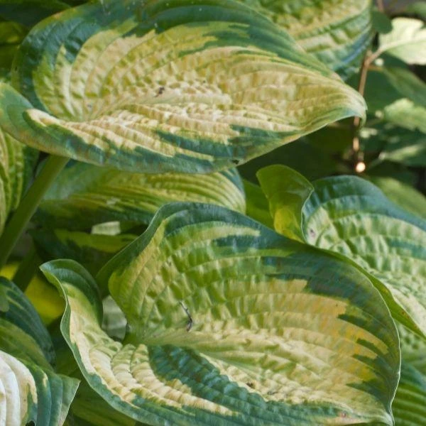 Garden Goods Direct Hosta Stained Glass Perennials 3 Garden Goods Direct Hosta Stained Glass Perennials