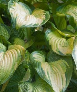 Garden Goods Direct Hosta Stained Glass Perennials