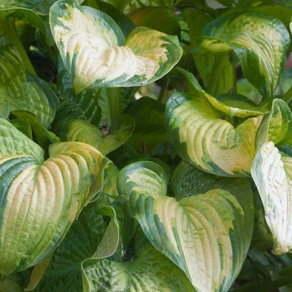 Garden Goods Direct Hosta Stained Glass Perennials 2 Garden Goods Direct Hosta Stained Glass Perennials