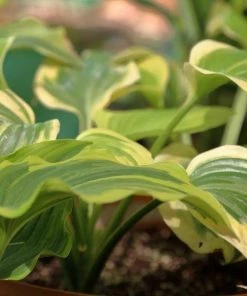 Garden Goods Direct Hosta Stained Glass Perennials 7 Garden Goods Direct Hosta Stained Glass Perennials