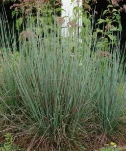 Garden Goods Direct Perennials Standing Ovation Little Bluestem 6 Garden Goods Direct Perennials Standing Ovation Little Bluestem