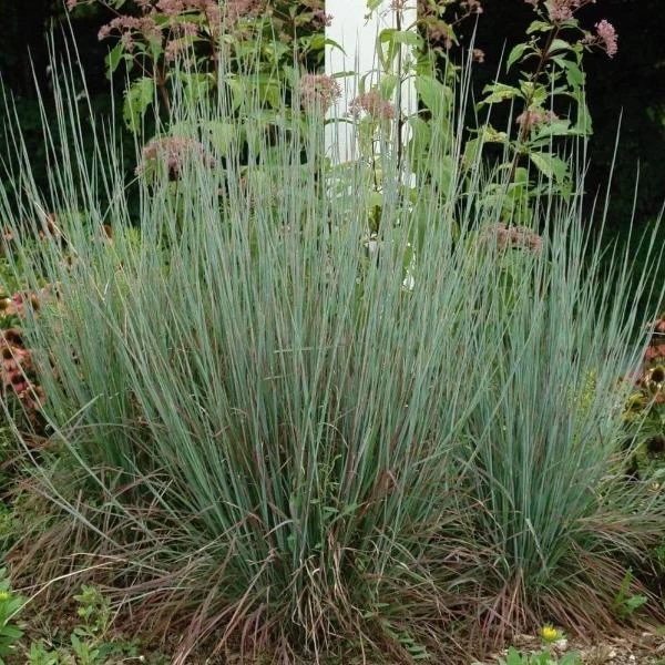 Garden Goods Direct Perennials Standing Ovation Little Bluestem 3 Garden Goods Direct Perennials Standing Ovation Little Bluestem