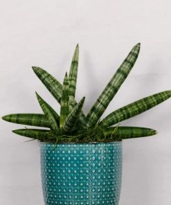 Garden Goods Direct Starfish Snake Plants 6 Garden Goods Direct Starfish Snake Plants