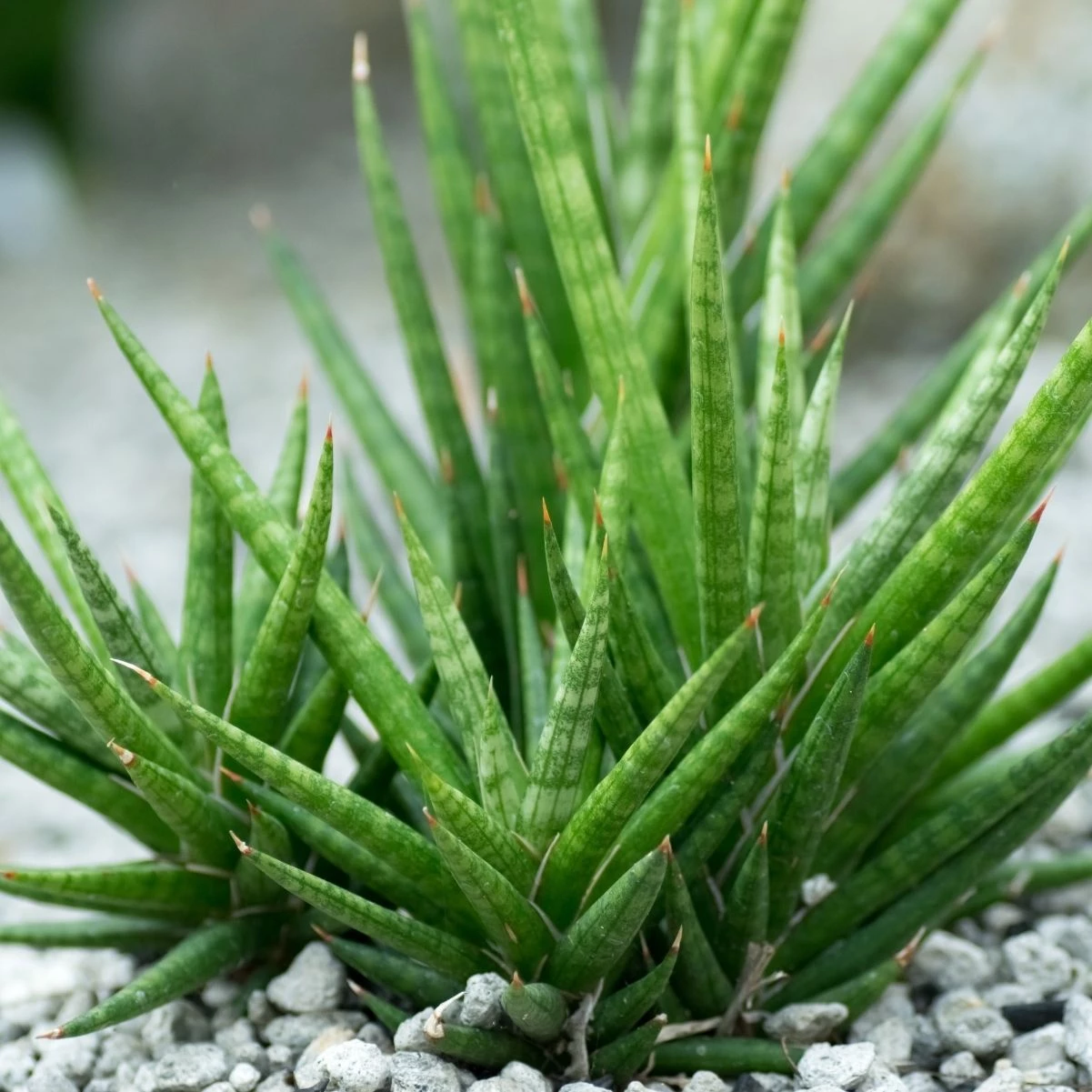 Garden Goods Direct Starfish Snake Plants 4 Garden Goods Direct Starfish Snake Plants