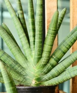 Garden Goods Direct Starfish Snake Plants