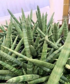 Garden Goods Direct Starfish Snake Plants