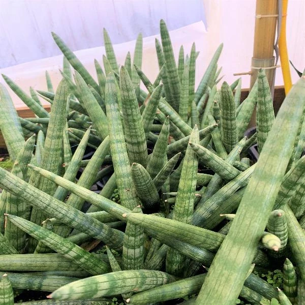 Garden Goods Direct Starfish Snake Plants 2 Garden Goods Direct Starfish Snake Plants