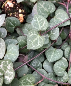 Garden Goods Direct House Plants String Of Hearts Plants