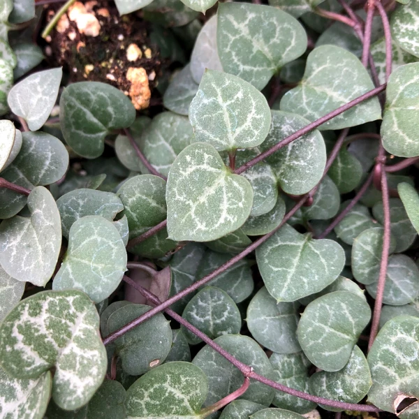 Garden Goods Direct House Plants String Of Hearts Plants 2 Garden Goods Direct House Plants String Of Hearts Plants