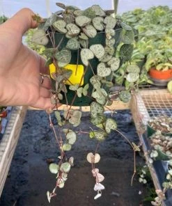 Garden Goods Direct House Plants String Of Hearts Plants