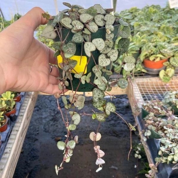 Garden Goods Direct House Plants String Of Hearts Plants 1 Garden Goods Direct House Plants String Of Hearts Plants