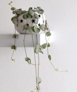 Garden Goods Direct House Plants String Of Hearts Plants 7 Garden Goods Direct House Plants String Of Hearts Plants