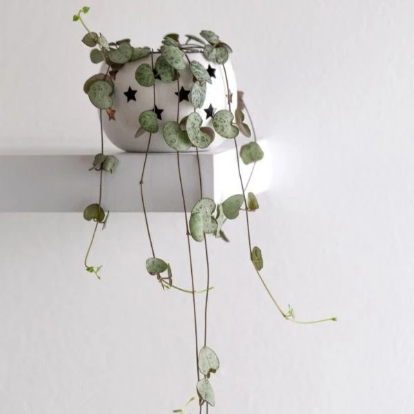 Garden Goods Direct House Plants String Of Hearts Plants 4 Garden Goods Direct House Plants String Of Hearts Plants