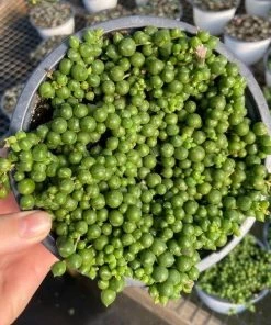 Garden Goods Direct String Of Pearls Plant House Plants 8 Garden Goods Direct String Of Pearls Plant House Plants