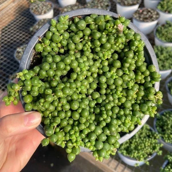 Garden Goods Direct String Of Pearls Plant House Plants 4 Garden Goods Direct String Of Pearls Plant House Plants