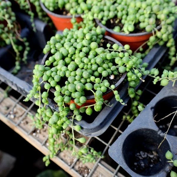 Garden Goods Direct String Of Pearls Plant House Plants 5 Garden Goods Direct String Of Pearls Plant House Plants