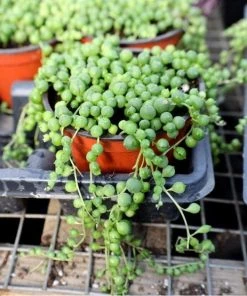 Garden Goods Direct String Of Pearls Plant House Plants