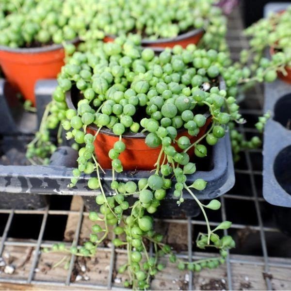 Garden Goods Direct String Of Pearls Plant House Plants 1 Garden Goods Direct String Of Pearls Plant House Plants