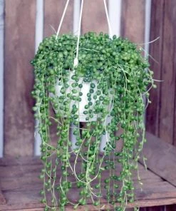 Garden Goods Direct String Of Pearls Plant House Plants 7 Garden Goods Direct String Of Pearls Plant House Plants