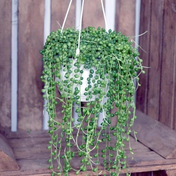 Garden Goods Direct String Of Pearls Plant House Plants 3 Garden Goods Direct String Of Pearls Plant House Plants