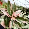 Garden Goods Direct House Plants Stromanthe Triostar