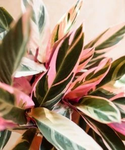 Garden Goods Direct House Plants Stromanthe Triostar