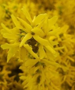 Garden Goods Direct Proven Winners® Color Choice® Show Off® Sugar Baby® Forsythia