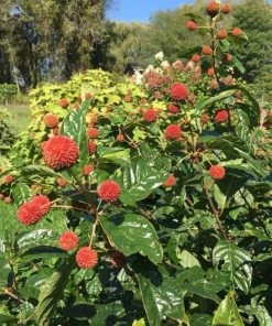 Garden Goods Direct Proven Winners® Color Choice® Sugar Shack® Cephalanthus Shrubs 6 Garden Goods Direct Proven Winners® Color Choice® Sugar Shack® Cephalanthus Shrubs