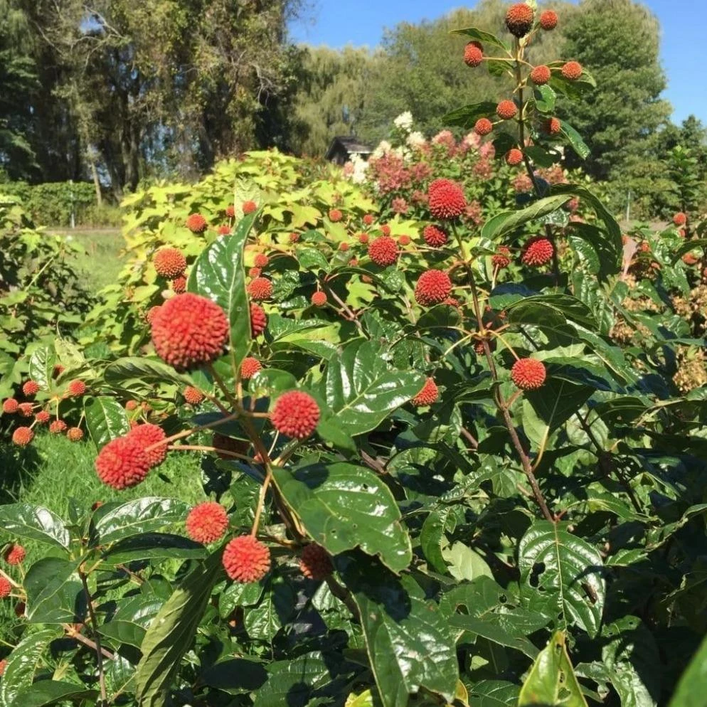 Garden Goods Direct Proven Winners® Color Choice® Sugar Shack® Cephalanthus Shrubs 3 Garden Goods Direct Proven Winners® Color Choice® Sugar Shack® Cephalanthus Shrubs