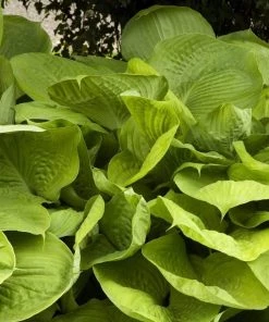 Garden Goods Direct Perennials Hosta 'Sum And Substance'