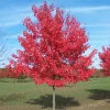 Garden Goods Direct Summer Red Maple Trees