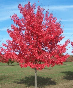Garden Goods Direct Summer Red Maple Trees