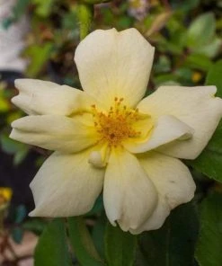 Garden Goods Direct Shrubs Sunny Knock Out® Rose 5 Garden Goods Direct Shrubs Sunny Knock Out® Rose