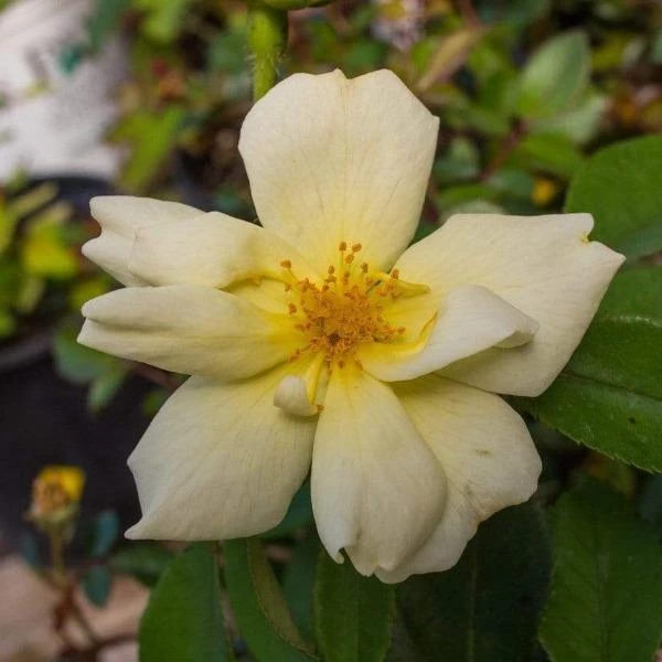 Garden Goods Direct Shrubs Sunny Knock Out® Rose 3 Garden Goods Direct Shrubs Sunny Knock Out® Rose