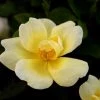 Garden Goods Direct Shrubs Sunny Knock Out® Rose