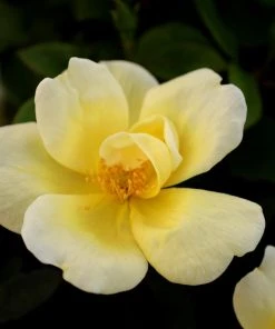 Garden Goods Direct Shrubs Sunny Knock Out® Rose