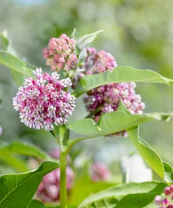 Garden Goods Direct Swamp Milkweed